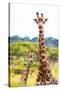 Awesome South Africa Collection - Two Giraffes XII-Philippe Hugonnard-Stretched Canvas