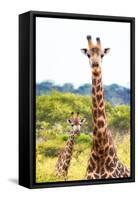 Awesome South Africa Collection - Two Giraffes XII-Philippe Hugonnard-Framed Stretched Canvas