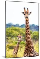 Awesome South Africa Collection - Two Giraffes XII-Philippe Hugonnard-Mounted Photographic Print