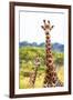 Awesome South Africa Collection - Two Giraffes XII-Philippe Hugonnard-Framed Photographic Print