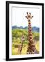 Awesome South Africa Collection - Two Giraffes XII-Philippe Hugonnard-Framed Photographic Print