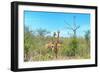 Awesome South Africa Collection - Two Giraffes-Philippe Hugonnard-Framed Photographic Print