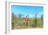 Awesome South Africa Collection - Two Giraffes-Philippe Hugonnard-Framed Photographic Print