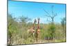 Awesome South Africa Collection - Two Giraffes-Philippe Hugonnard-Mounted Photographic Print