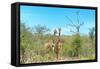 Awesome South Africa Collection - Two Giraffes-Philippe Hugonnard-Framed Stretched Canvas