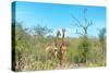 Awesome South Africa Collection - Two Giraffes-Philippe Hugonnard-Stretched Canvas