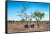 Awesome South Africa Collection - Two white Rhino slepping-Philippe Hugonnard-Framed Stretched Canvas