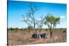 Awesome South Africa Collection - Two white Rhino slepping-Philippe Hugonnard-Stretched Canvas