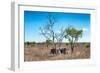 Awesome South Africa Collection - Two white Rhino slepping-Philippe Hugonnard-Framed Photographic Print