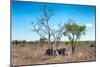 Awesome South Africa Collection - Two white Rhino slepping-Philippe Hugonnard-Mounted Photographic Print