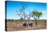 Awesome South Africa Collection - Two white Rhino slepping-Philippe Hugonnard-Stretched Canvas