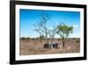 Awesome South Africa Collection - Two white Rhino slepping-Philippe Hugonnard-Framed Photographic Print