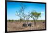 Awesome South Africa Collection - Two white Rhino slepping-Philippe Hugonnard-Framed Photographic Print