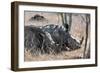 Awesome South Africa Collection - Two white Rhino slepping-Philippe Hugonnard-Framed Photographic Print