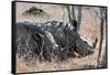 Awesome South Africa Collection - Two white Rhino slepping-Philippe Hugonnard-Framed Stretched Canvas