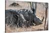 Awesome South Africa Collection - Two white Rhino slepping-Philippe Hugonnard-Stretched Canvas