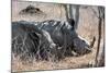 Awesome South Africa Collection - Two white Rhino slepping-Philippe Hugonnard-Mounted Photographic Print
