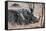 Awesome South Africa Collection - Two white Rhino slepping-Philippe Hugonnard-Framed Stretched Canvas
