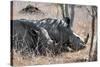 Awesome South Africa Collection - Two white Rhino slepping-Philippe Hugonnard-Stretched Canvas