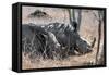 Awesome South Africa Collection - Two white Rhino slepping-Philippe Hugonnard-Framed Stretched Canvas