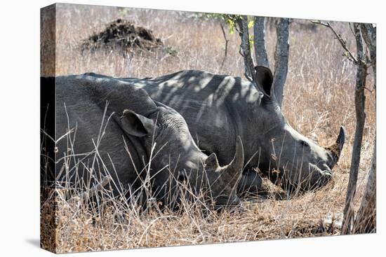 Awesome South Africa Collection - Two white Rhino slepping-Philippe Hugonnard-Stretched Canvas