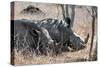 Awesome South Africa Collection - Two white Rhino slepping-Philippe Hugonnard-Stretched Canvas