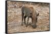 Awesome South Africa Collection - Warthog-Philippe Hugonnard-Framed Stretched Canvas