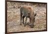 Awesome South Africa Collection - Warthog-Philippe Hugonnard-Framed Photographic Print