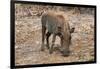 Awesome South Africa Collection - Warthog-Philippe Hugonnard-Framed Photographic Print