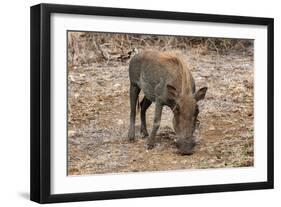 Awesome South Africa Collection - Warthog-Philippe Hugonnard-Framed Premium Photographic Print