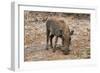 Awesome South Africa Collection - Warthog-Philippe Hugonnard-Framed Premium Photographic Print
