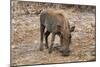 Awesome South Africa Collection - Warthog-Philippe Hugonnard-Mounted Premium Photographic Print