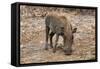 Awesome South Africa Collection - Warthog-Philippe Hugonnard-Framed Stretched Canvas