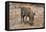 Awesome South Africa Collection - Warthog-Philippe Hugonnard-Framed Stretched Canvas