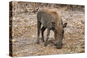 Awesome South Africa Collection - Warthog-Philippe Hugonnard-Stretched Canvas