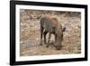 Awesome South Africa Collection - Warthog-Philippe Hugonnard-Framed Photographic Print