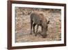 Awesome South Africa Collection - Warthog-Philippe Hugonnard-Framed Photographic Print