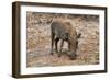 Awesome South Africa Collection - Warthog-Philippe Hugonnard-Framed Photographic Print