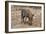 Awesome South Africa Collection - Warthog-Philippe Hugonnard-Framed Photographic Print