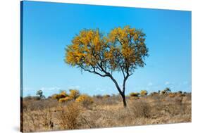 Awesome South Africa Collection - Yellow Tree Heart-Philippe Hugonnard-Stretched Canvas