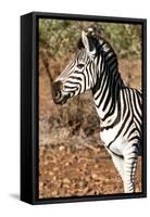 Awesome South Africa Collection - Young Burchell's Zebra Portrait I-Philippe Hugonnard-Framed Stretched Canvas