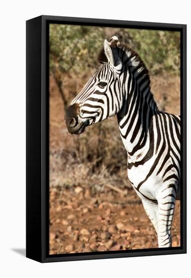 Awesome South Africa Collection - Young Burchell's Zebra Portrait I-Philippe Hugonnard-Framed Stretched Canvas