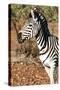 Awesome South Africa Collection - Young Burchell's Zebra Portrait I-Philippe Hugonnard-Stretched Canvas