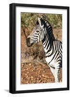 Awesome South Africa Collection - Young Burchell's Zebra Portrait I-Philippe Hugonnard-Framed Photographic Print