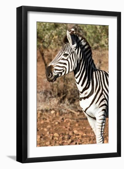 Awesome South Africa Collection - Young Burchell's Zebra Portrait I-Philippe Hugonnard-Framed Photographic Print