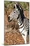 Awesome South Africa Collection - Young Burchell's Zebra Portrait I-Philippe Hugonnard-Mounted Photographic Print