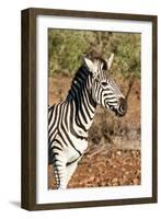 Awesome South Africa Collection - Young Burchell's Zebra Portrait-Philippe Hugonnard-Framed Photographic Print