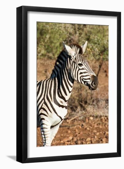 Awesome South Africa Collection - Young Burchell's Zebra Portrait-Philippe Hugonnard-Framed Photographic Print