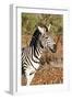 Awesome South Africa Collection - Young Burchell's Zebra Portrait-Philippe Hugonnard-Framed Photographic Print