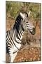 Awesome South Africa Collection - Young Burchell's Zebra Portrait-Philippe Hugonnard-Mounted Photographic Print